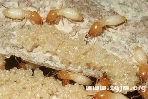 Dream of termites white ants