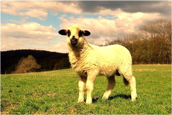 夢到了哭我死去的媽媽哭的好傷心好不好_周公解夢官網