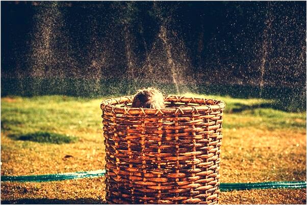 夢見滿身七星瓢蟲有什麼預兆_周公解夢官網