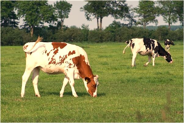 夢到喔糞便粘手會怎么樣_周公解夢官網