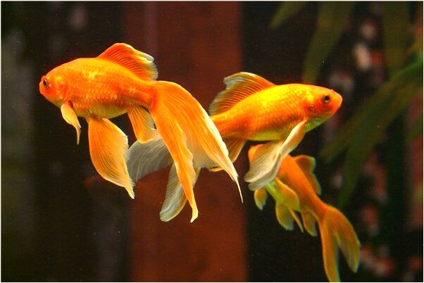 夢到房間有豬屎是好的徵兆嗎_周公解夢官網