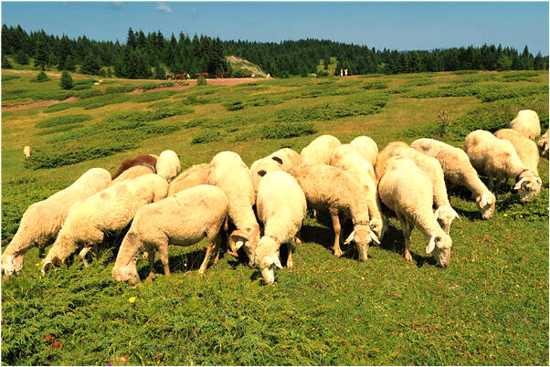 夢到了暗戀的人對自己好啥意思_周公解夢官網