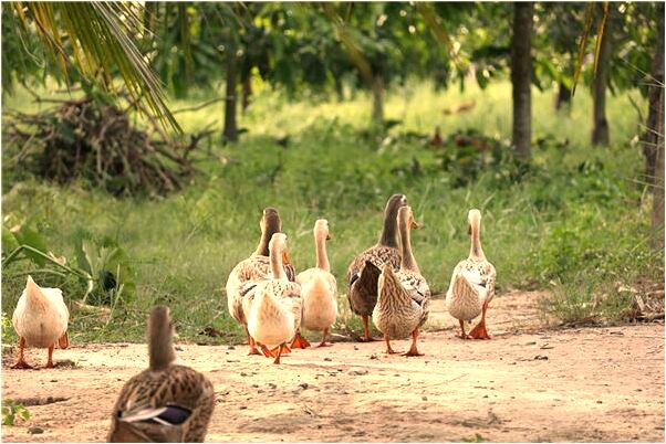 夢到樹上有一條大蛇代表著什麼_周公解夢官網