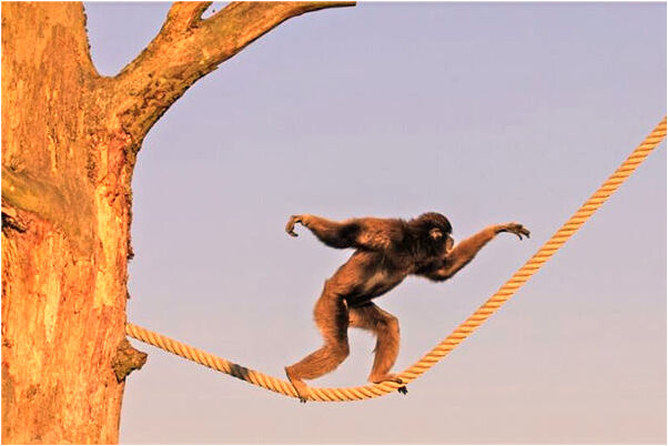 夢到家裡各種動物預示著什麼_周公解夢官網