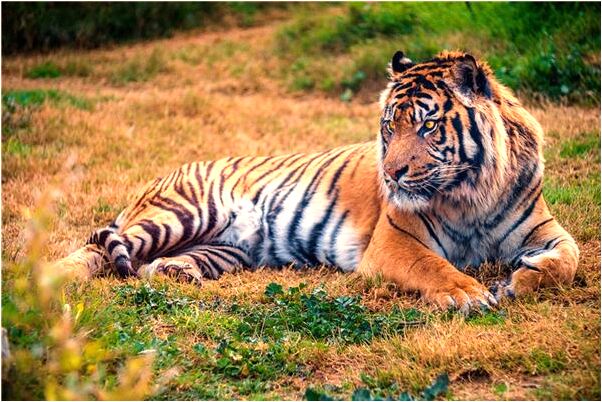 夢見房檐漏雨會是什麼預兆_周公解夢官網