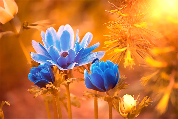 夢到發現寶物會有什麼預兆_周公解夢官網