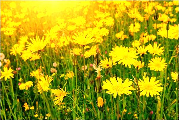 夢到了划船到中間找不到岸什麼預兆_周公解夢官網