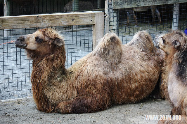 夢見葵花籽_周公解夢夢到葵花籽是什麼意思_做夢夢見葵花籽好不好_周公解夢官網