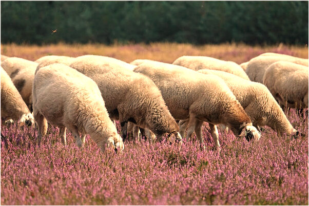 夢到自己穿一身白會有什麼預兆_周公解夢官網