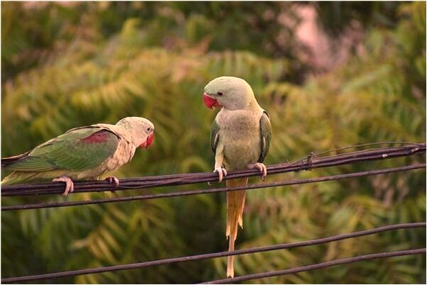 夢見跳水救落水的表弟什麼寓意_周公解夢官網