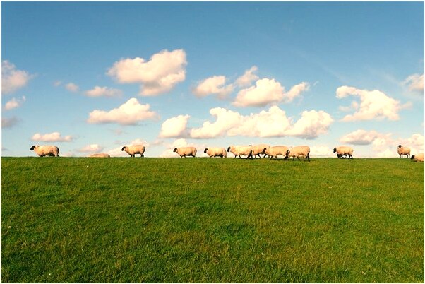 夢見男友的死爺爺給自己買荔枝有什麼預示嗎_周公解夢官網