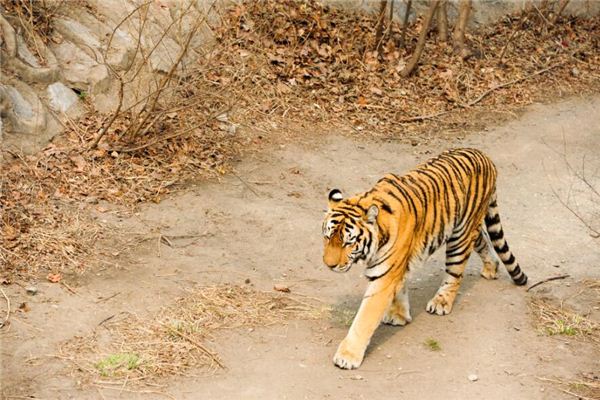 虎年男人的性格_十二生肖