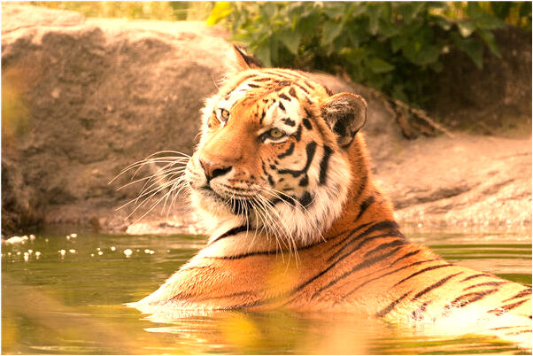 夢到了奴兒掉進水裡又出來了有什麼寓意嗎？_周公解夢官網