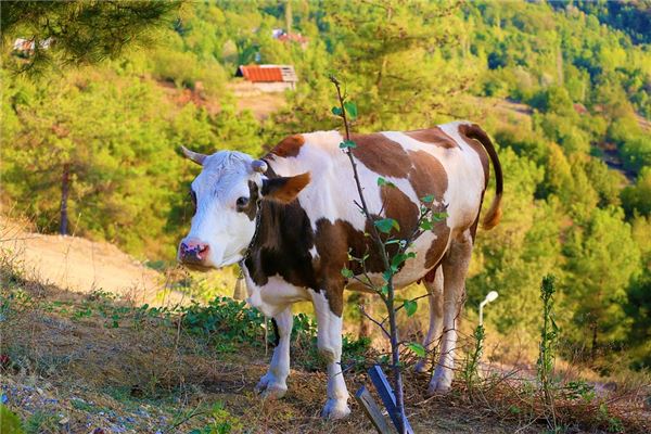 1997年屬牛的是什麼命_十二生肖