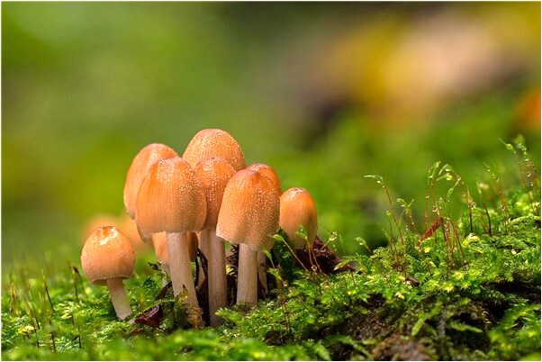 夢到許多黑蛇是吉兆嗎?_周公解夢官網