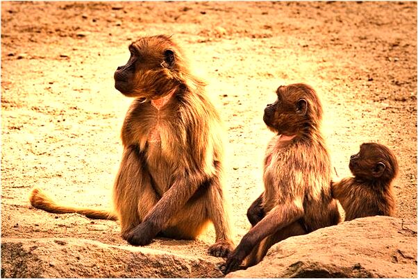 夢到了別人送古代官帽是怎么回事_周公解夢官網
