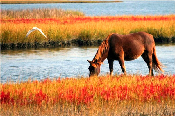 夢見一對綠色夜明珠是好是壞_周公解夢官網