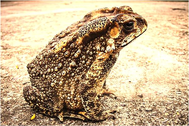 夢到了用美元劃破嘴角是什麼預兆_周公解夢官網