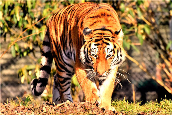 夢到了釣兇猛的小鱷魚有何寓意_周公解夢官網