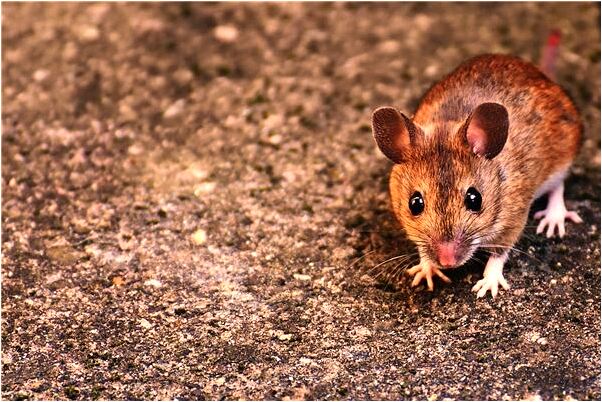 夢到了頭被砍了預示了什麼_周公解夢官網