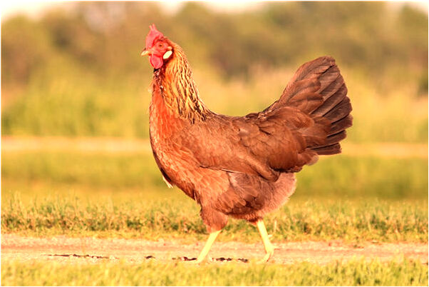 夢見一對男女朋友站著是什麼徵兆_周公解夢官網