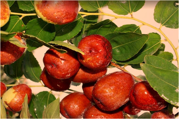 夢見紅馬產子是啥意思_周公解夢官網