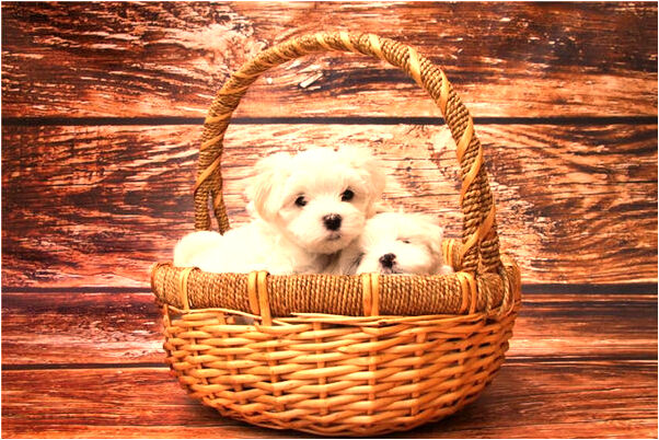 夢到了做冥錢怎么說_周公解夢官網