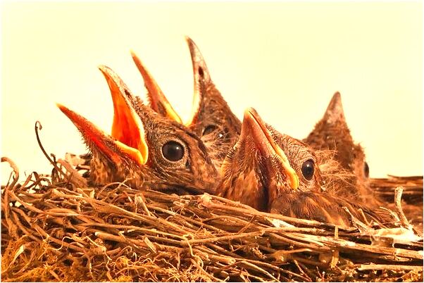 夢到輪胎被偷走有什麼寓意嗎_周公解夢官網