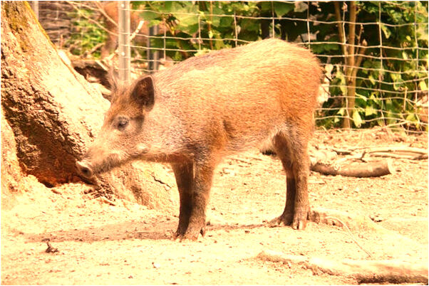 夢見浮出許多小雞蛋會有什麼預兆_周公解夢官網