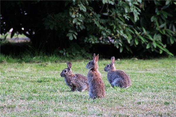 兔年是哪年此年出生的運勢_十二生肖