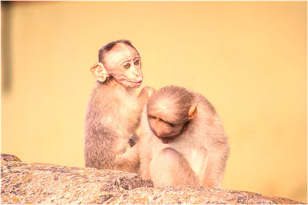 夢見女人的內衣啥意思_周公解夢官網