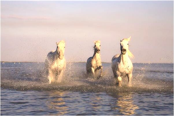 夢見海的石頭預示了什麼_周公解夢官網