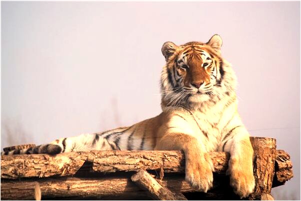 夢見個男人都被親是什麼啟示_周公解夢官網