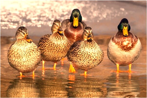 夢見勾引被人的老公上床預示什麼_周公解夢官網