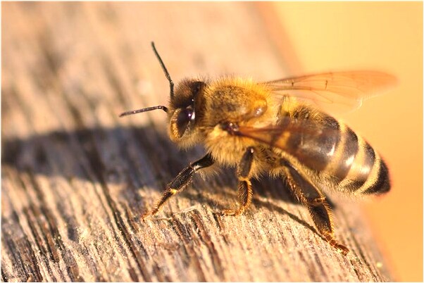 夢到了一匹馬擋路是啥預兆_周公解夢官網