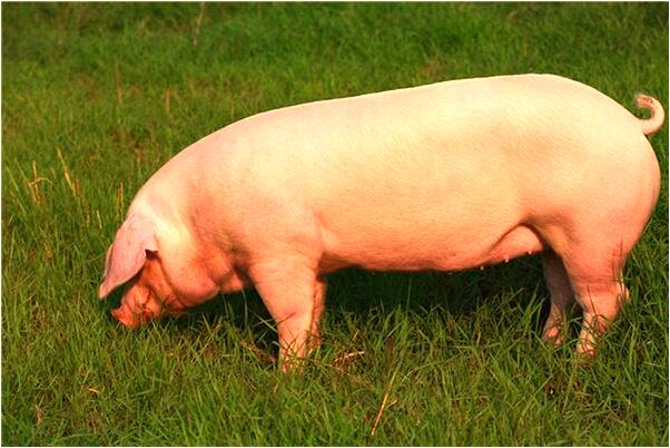 夢到了和親人鄉人關係變好是好的徵兆嗎_周公解夢官網