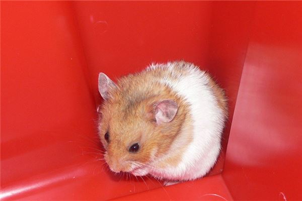 2008年的鼠幾月出生好_十二生肖