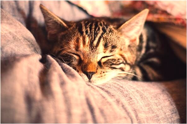 夢見自己腳底流濃意味著什麼_周公解夢官網