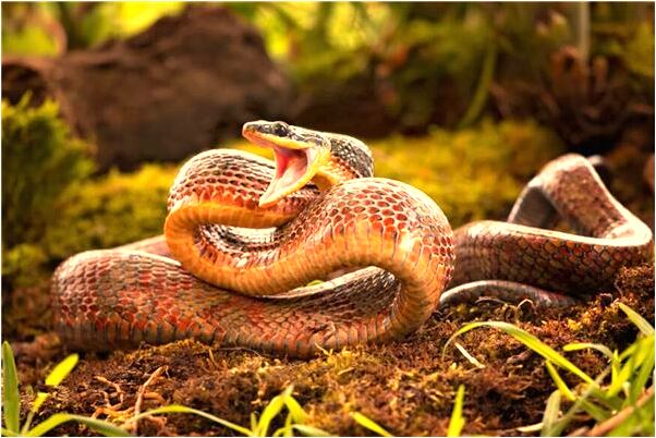 夢到我剝羊皮預示著什麼_周公解夢官網