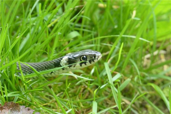 屬蛇的人哪一年生在2021年的運氣運勢_十二生肖