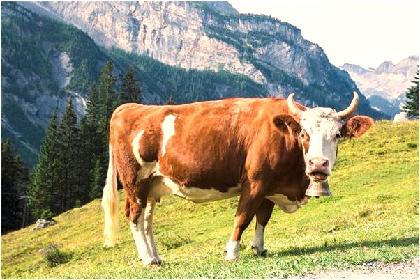 夢到了牛的屁股掉了又給安好會怎么樣_周公解夢官網