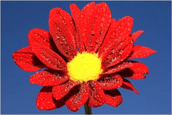 夢到挖花蛤預兆了什麼嗎_周公解夢官網