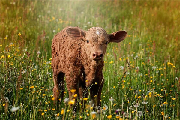 夢見小牛是什麼意思_周公解夢