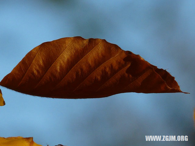 夢見很多大便_周公解夢夢到很多大便是什麼意思_做夢夢見很多大便好不好_周公解夢官網