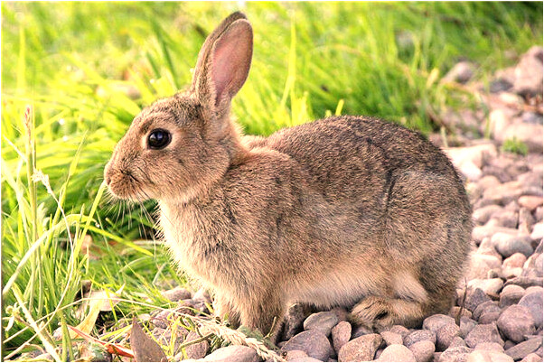 夢到花被毀壞有什麼意義嗎_周公解夢官網