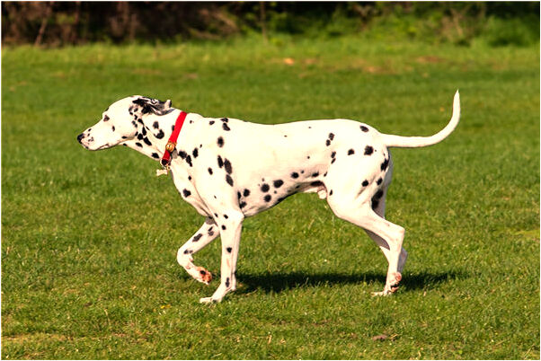 夢到了拔胡蘿蔔意味什麼_周公解夢官網