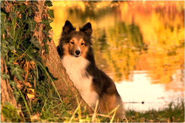 夢見大師打坐會是什麼預兆_周公解夢官網