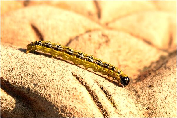 夢到了在空中拉屎啥意思_周公解夢官網