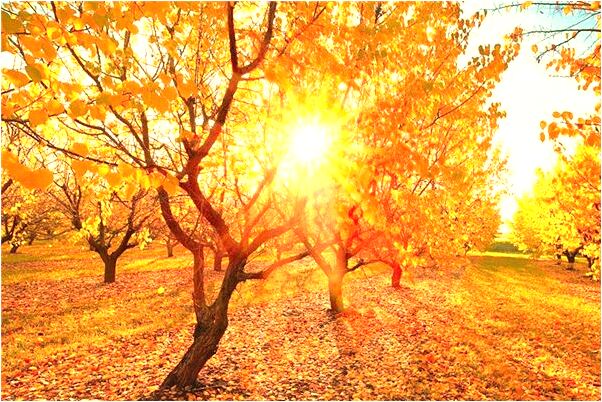 夢見到老家幹活意味著什麼_周公解夢官網