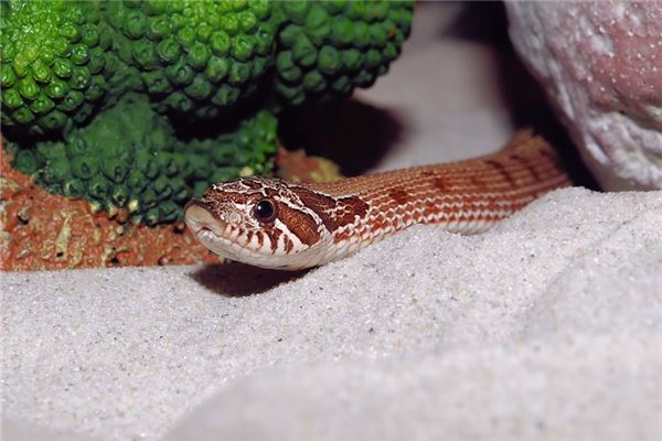 癸巳年是哪年_十二生肖